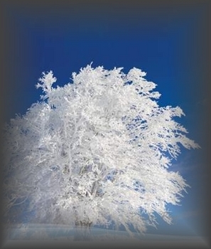 白い樹wakusig.jpg